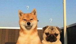 巴哥爆料赤犬视频大全,赤犬视频大全精彩瞬间大汇总