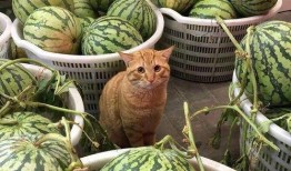 娱乐吃瓜酱玉麒麟,娱乐吃瓜界的风云人物