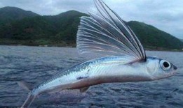 娱乐吃瓜酱飞鱼,揭秘吃瓜酱飞鱼的幕后故事